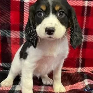 Amazing English Springer Spaniel puppies