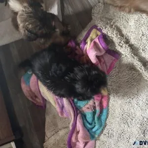 Shiweenies