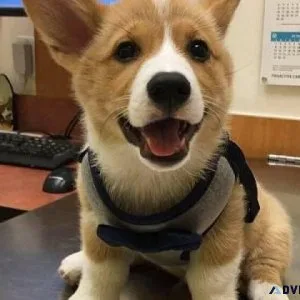 Healthy and adorable Welsh Corgi puppies available.