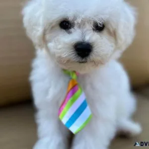 BICHON FRISE