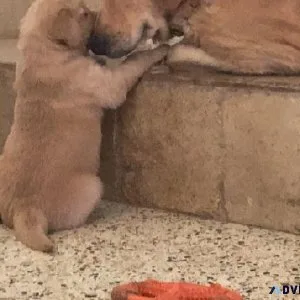 Golden Retriever puppies