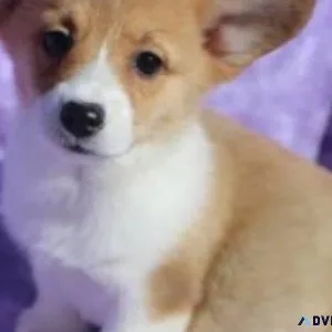 Pembroke welsh Corgi Puppies ready