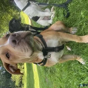 American Bulldogs