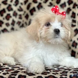 Amazing Lhasa Apso puppies