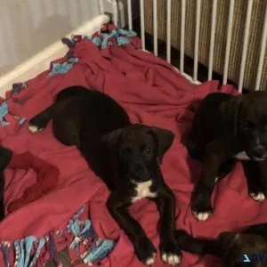 Adorable puppies for sale