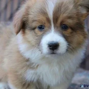 Amusing Pembroke welsh corgi puppies ready 
