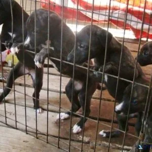 AKC Greyhound Puppies.