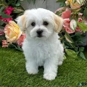 AKC Healthy Havanese Puppies.