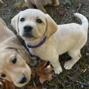 Yellow UKC Registered Labrador Puppies