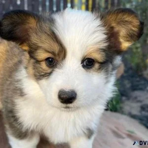 3 Pembroke Welsh Corgi Puppies