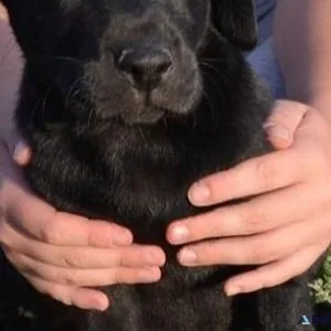 Home raised Labrador Retriever puppies