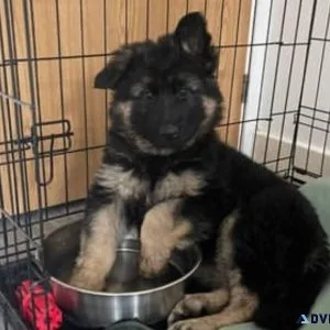 CHLOE THE GERMAN SHEPARD PUPPY