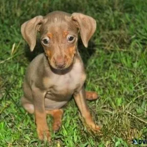 Home Raised Miniature Pinscher puppies