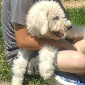 Home raised Komondor Puppies for sale