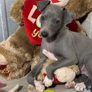 Adorable Italian Greyhound Puppies for sale.