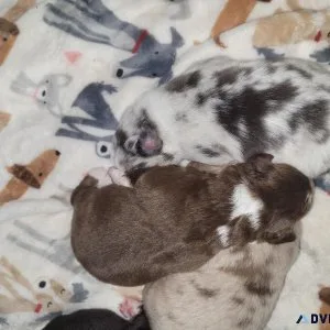 Australian shepherds