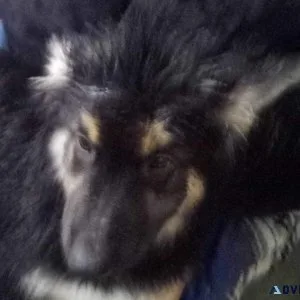 Shepsky Puppy