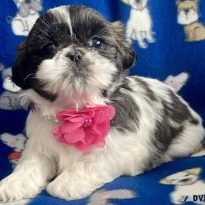 Shihtzu puppies