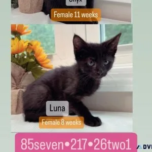 KITTENsvaccinatedan ddewormed with medical paperwork