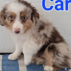 asdr Australian Shepherds born 11-9-23