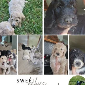 Sheepadoodle Puppies 9 weeks old