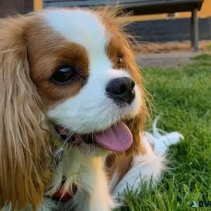 Amazing cavalier kind charles spaniel puppies