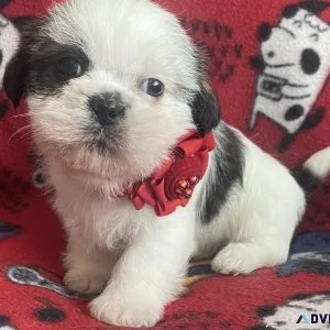 adorable shihtzu
