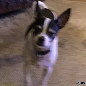 Free dog