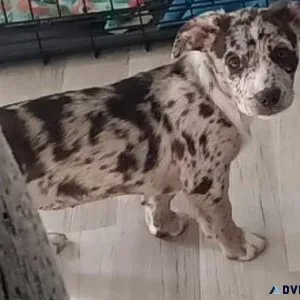 Designer breed Bo-Dach