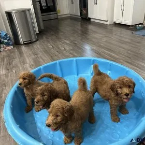 Goldendoodle
