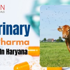 Best veterinary pcd pharma franchise company in haryana