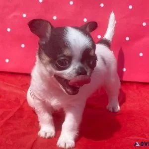 Pretty home raised and socialized pure Chihuahua puppies