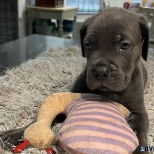 Cane Corso puppies