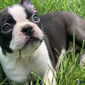 Cute Boston Terrier Puppies