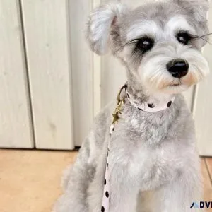 Small Dog