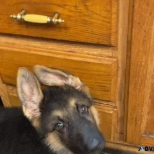 AKC German Shepherds