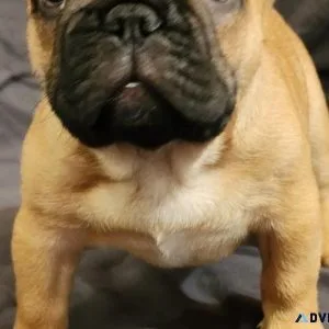Frenchies