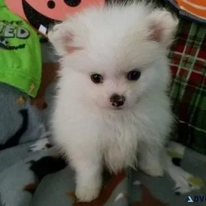 pomeranain puppies.