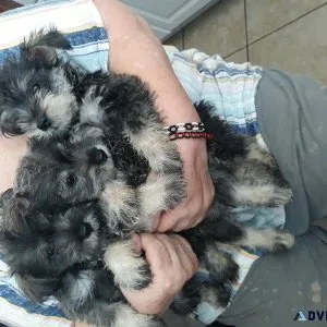 Miniature schnauzer puppies