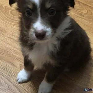 Mini Australian Shepherd