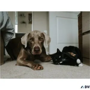 Stop Embarrassing Stink of Dog (((..