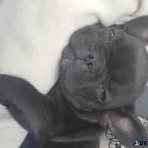 Registered female French Bulldog