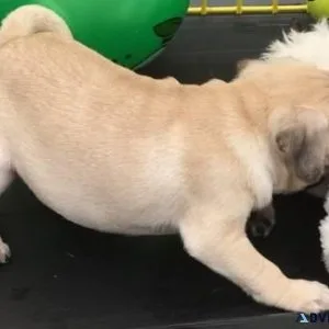 Cheap Pug Puppies for sale near me