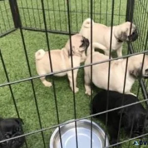 Well Trained Pug Puppies