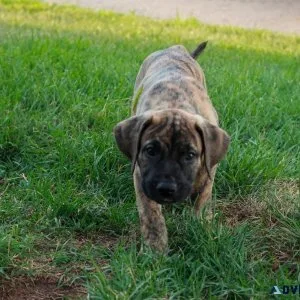 Presa Canario Puppies