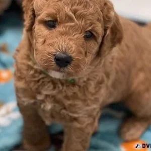 High-Quality Maltipoo puppy available in Pune  - Breed n Breeder