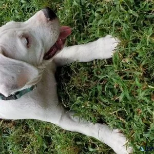 Argentino dogo female pup.
