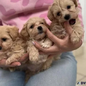 Teacup maltipoo puppies