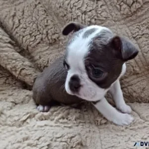 Boston Terrier Puppies