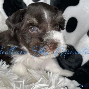 AKC MINIATURE SCHNAUZERS